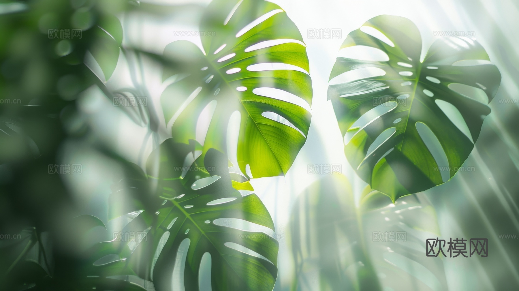 夹丝磨砂玻璃幕墙植物隔断下载（渲染图6）