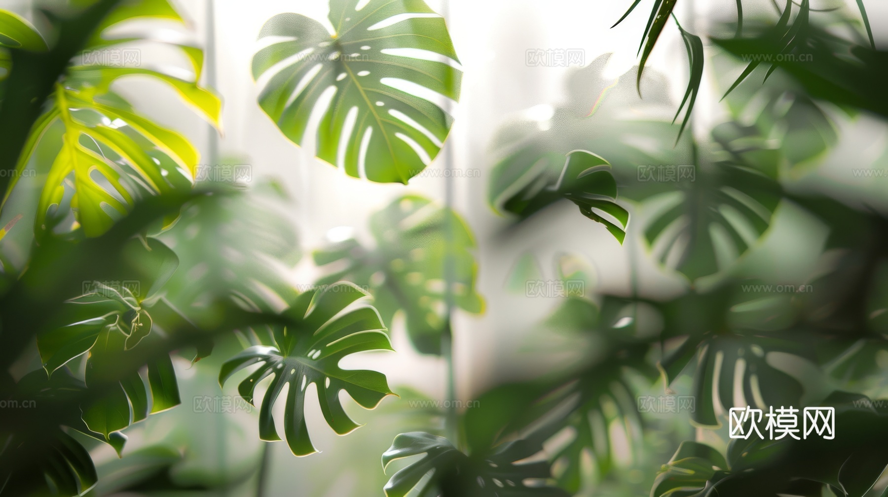 夹丝磨砂玻璃幕墙植物隔断下载（渲染图4）