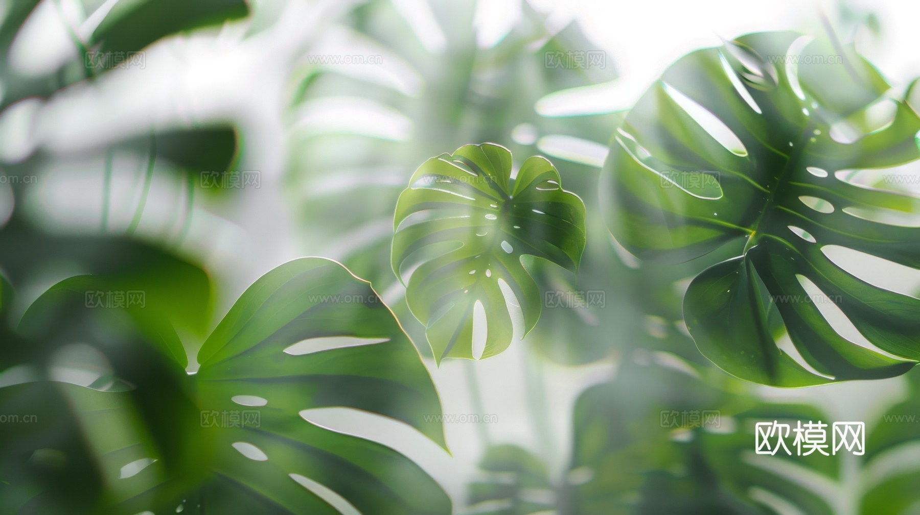 夹丝磨砂玻璃幕墙植物隔断下载（渲染图5）