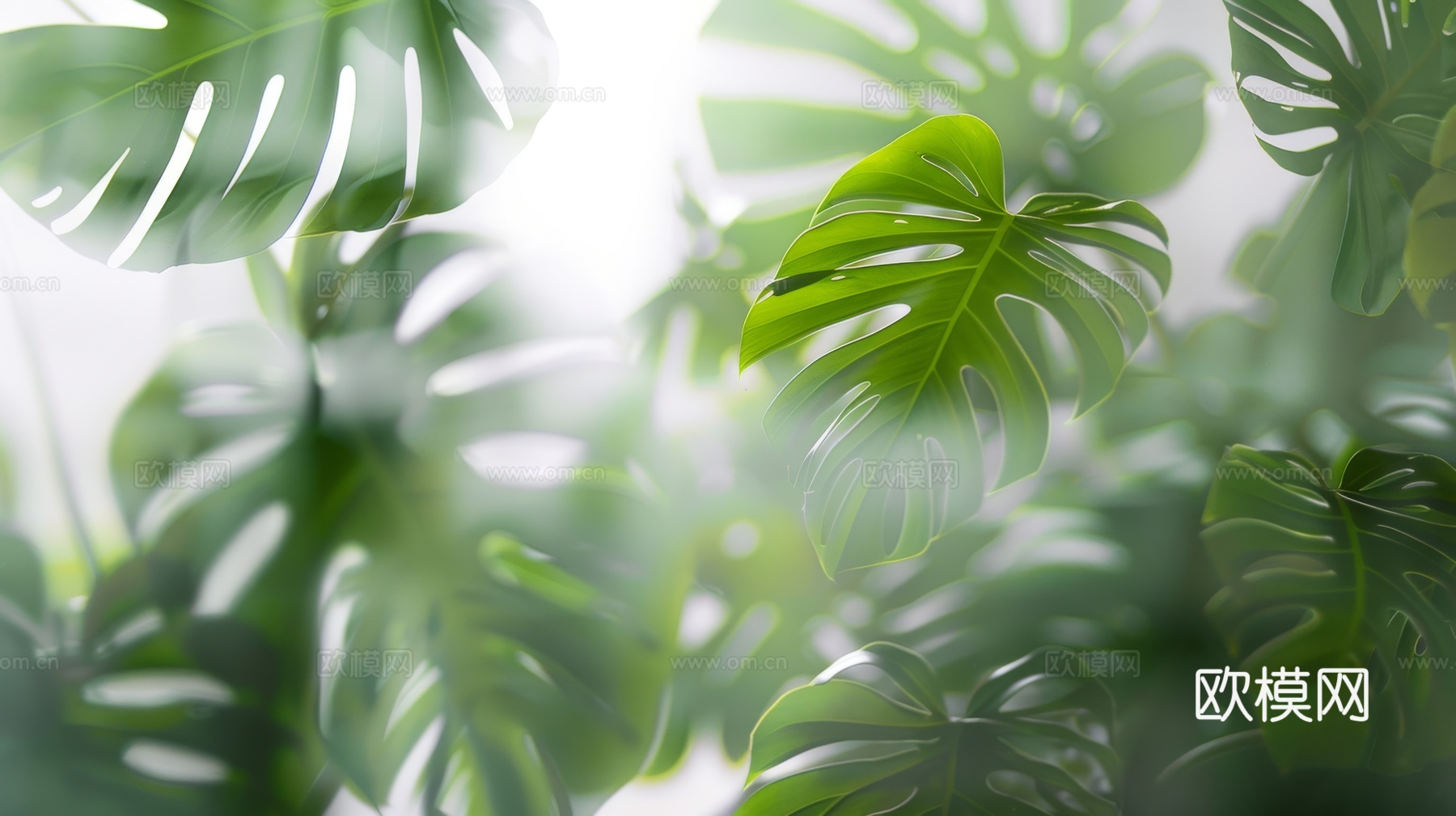 夹丝磨砂玻璃幕墙植物隔断