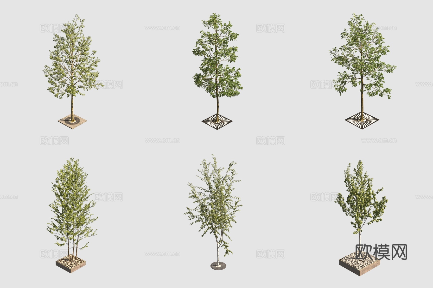 行道树景观树3d模型