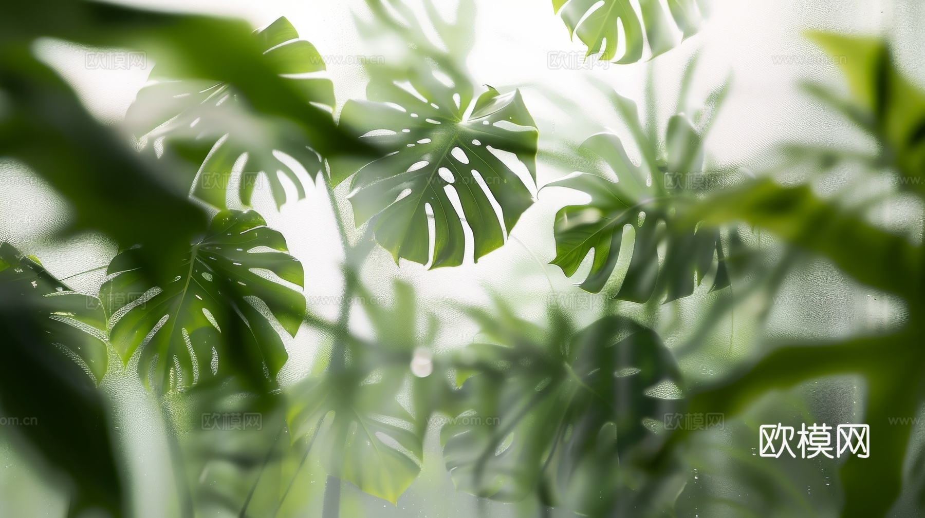 夹丝磨砂玻璃幕墙植物隔断下载（渲染图4）