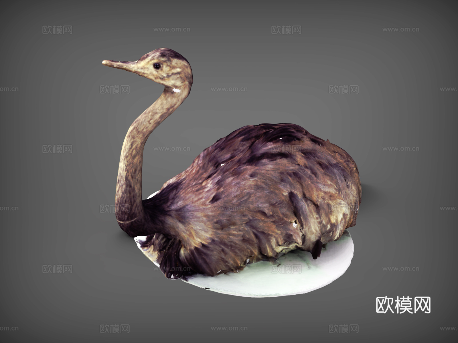 鸟 鸵鸟  鸸鹋  非洲鸵鸟3d模型