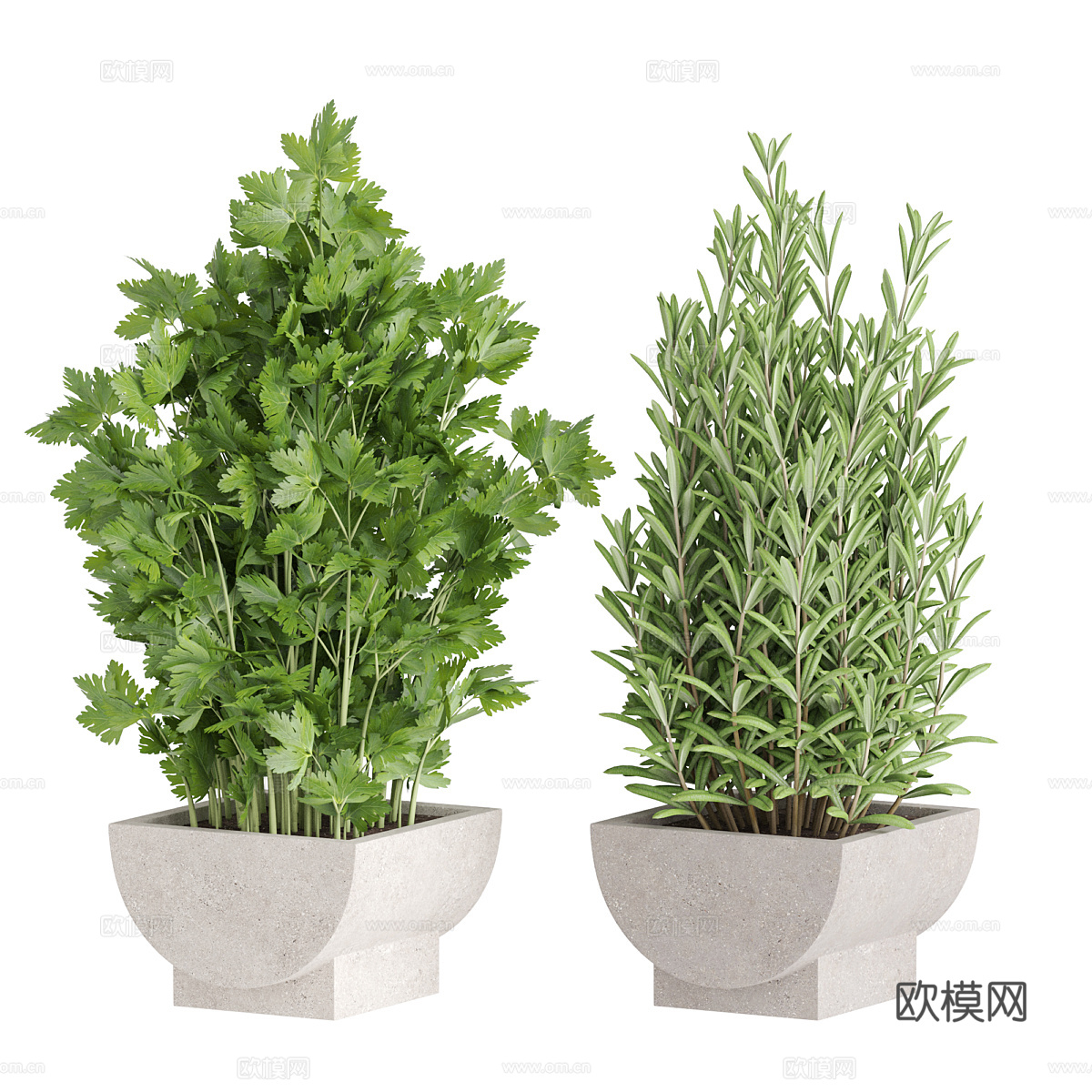 迷迭香 薄荷 欧芹 芹菜3d模型