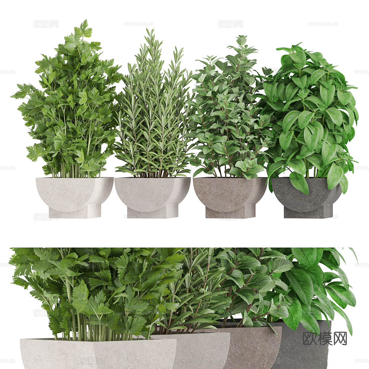 迷迭香 薄荷 欧芹 芹菜3d模型