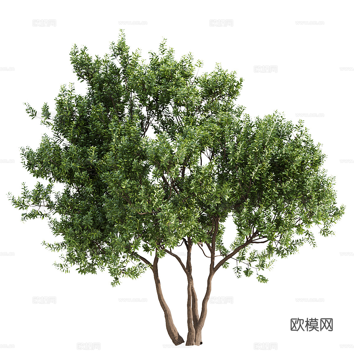 杨梅树3d模型