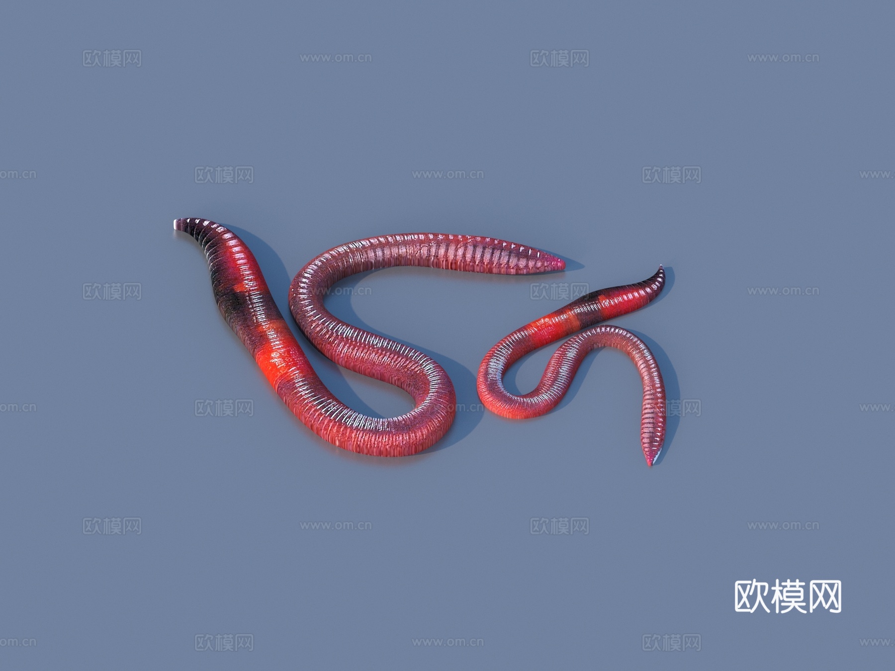蚯蚓 虫子 爬行动物3d模型