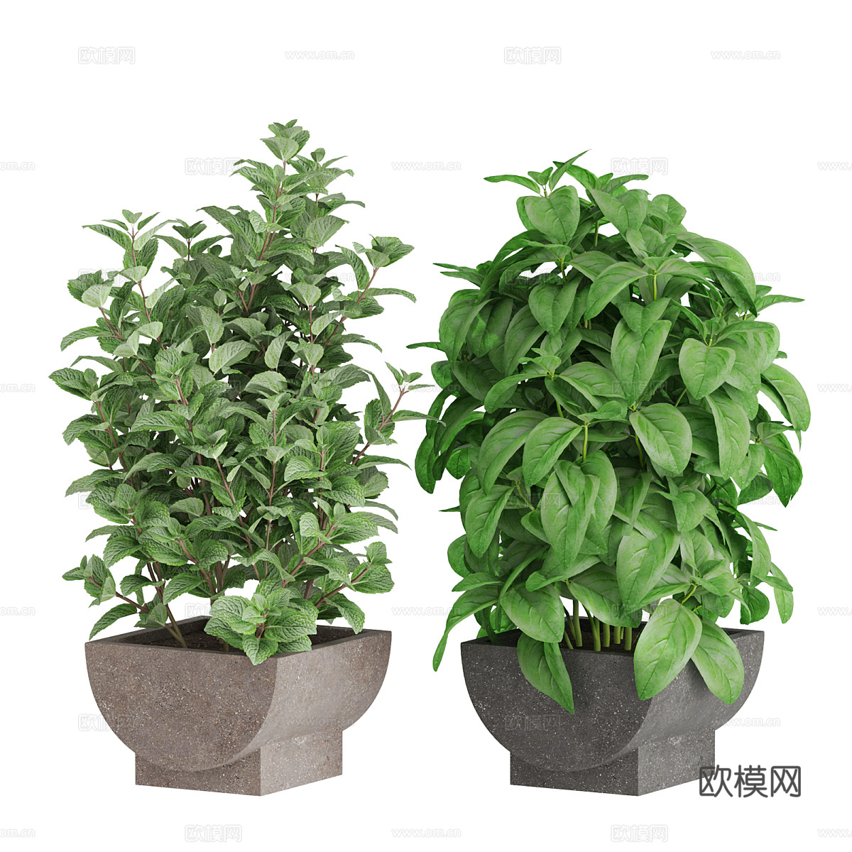 迷迭香 薄荷 欧芹 芹菜3d模型