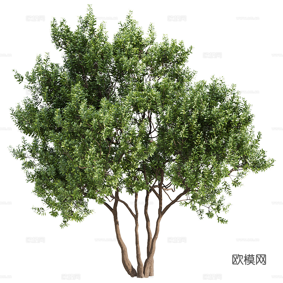 杨梅树3d模型