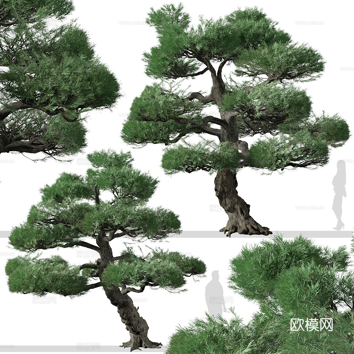 日本白松3d模型