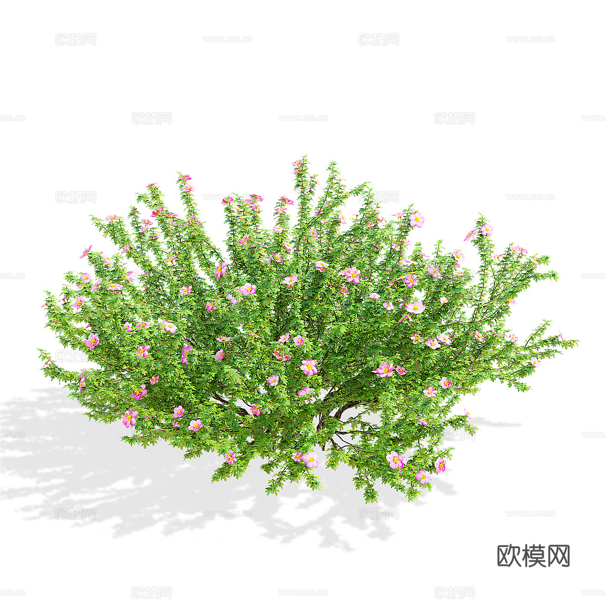 现代绿植花草3d模型