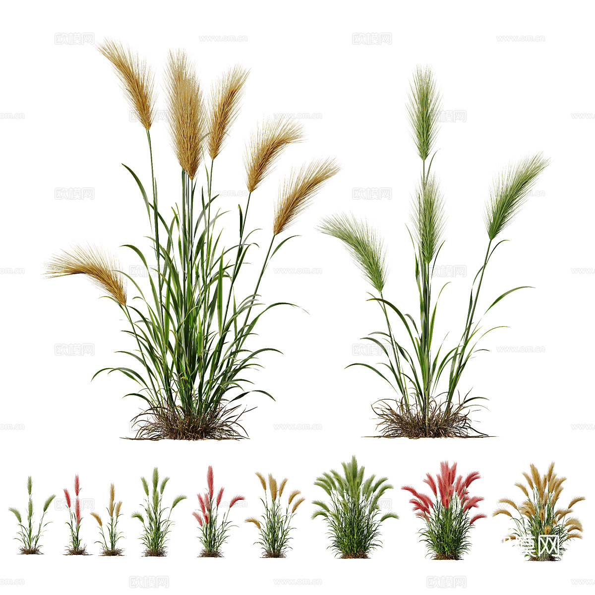 大麦 小麦 麦穗3d模型