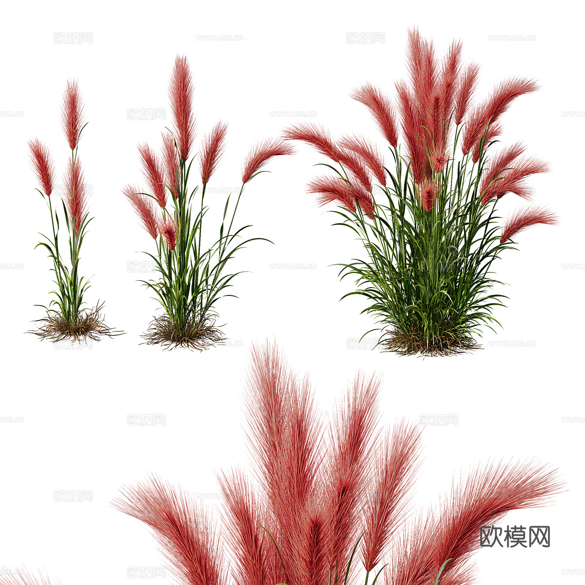大麦 小麦 麦穗3d模型