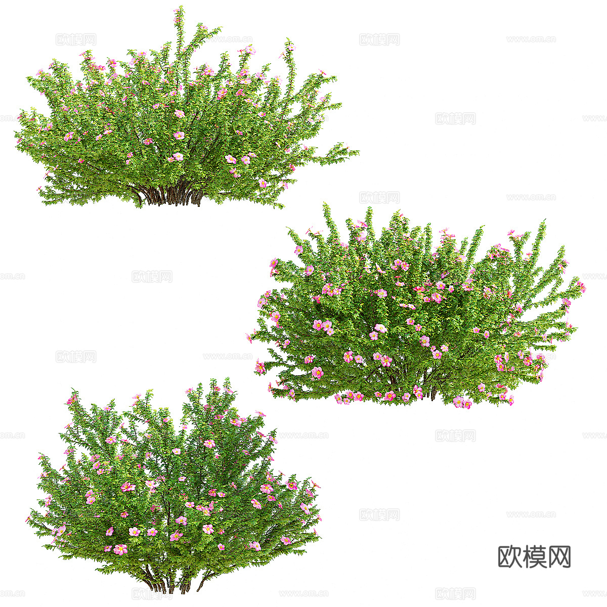 现代绿植花草3d模型