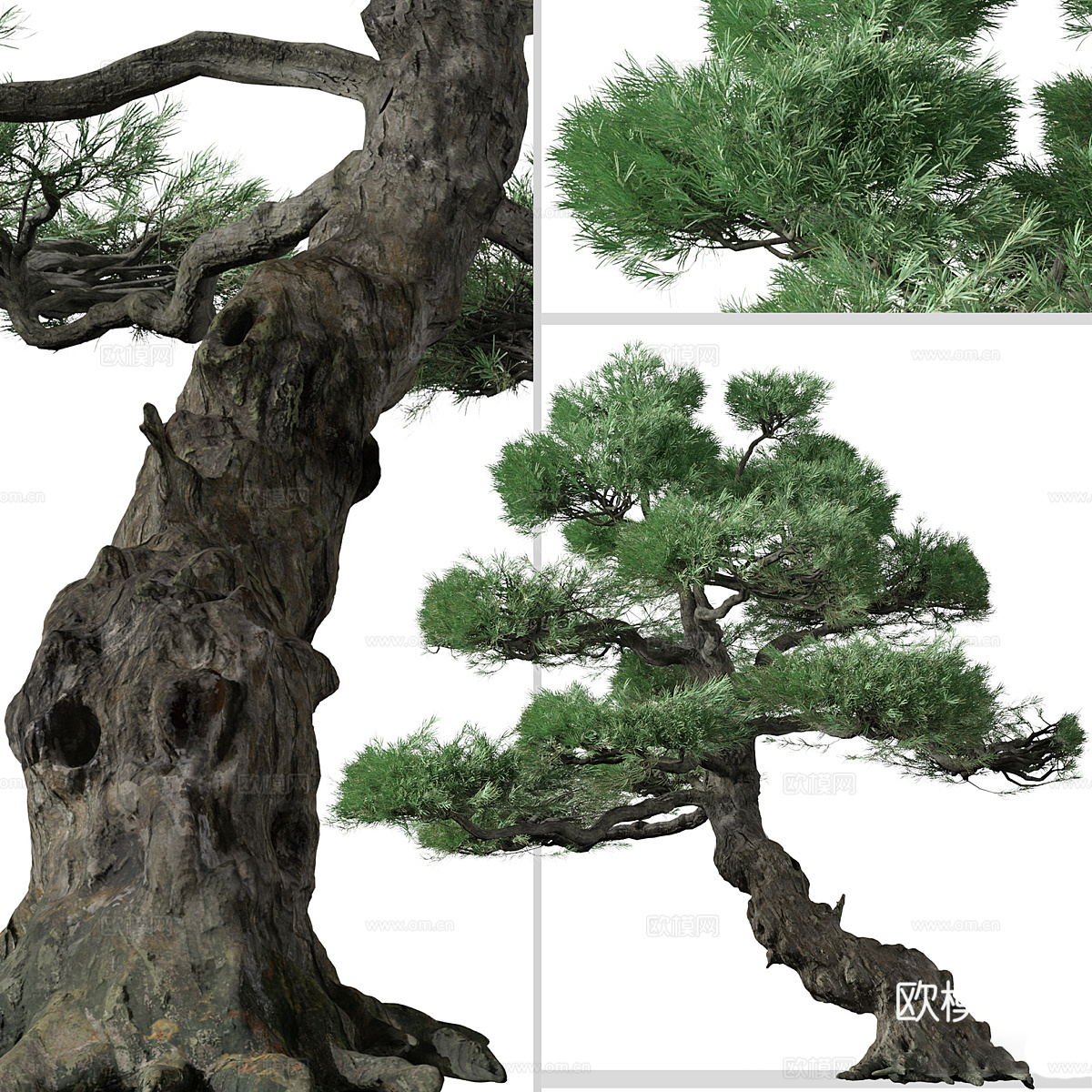 日本白松3d模型