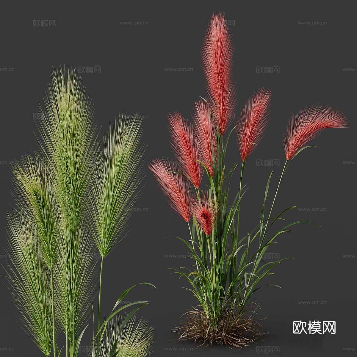 大麦 小麦 麦穗3d模型