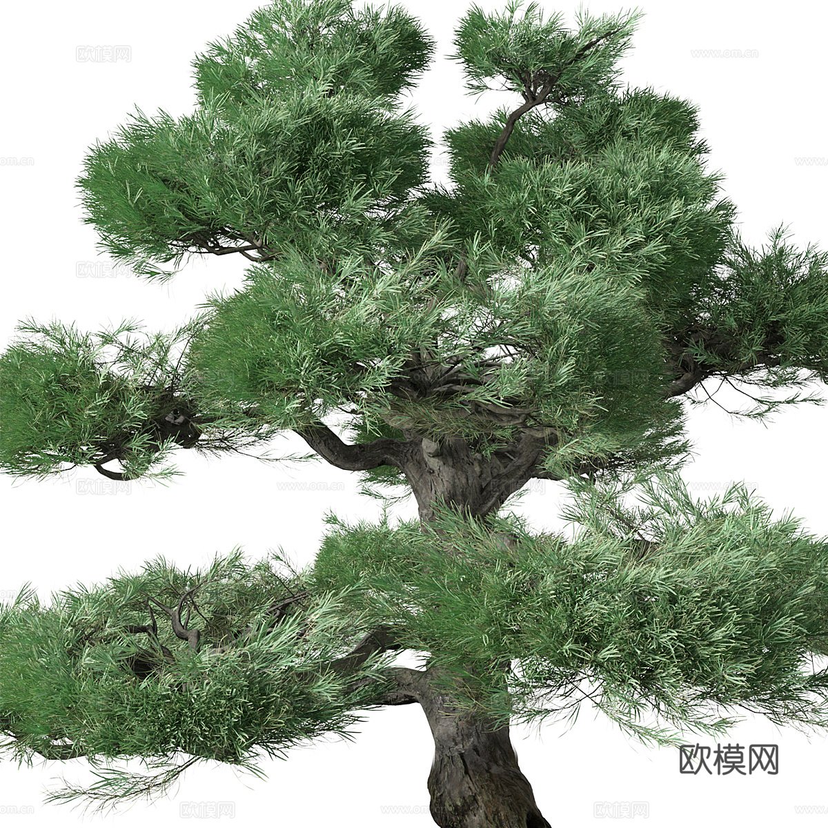 日本白松3d模型
