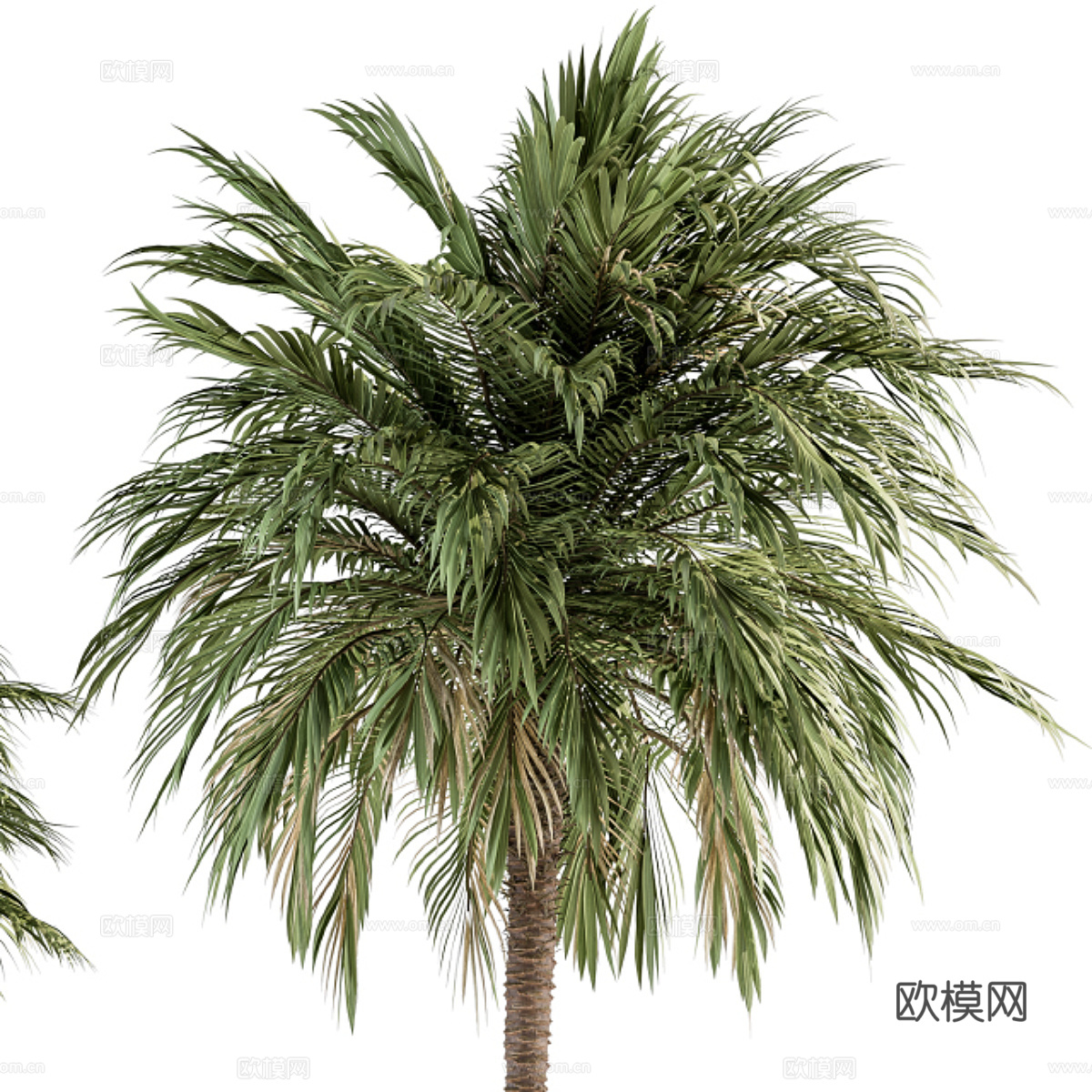 棕榈树3d模型