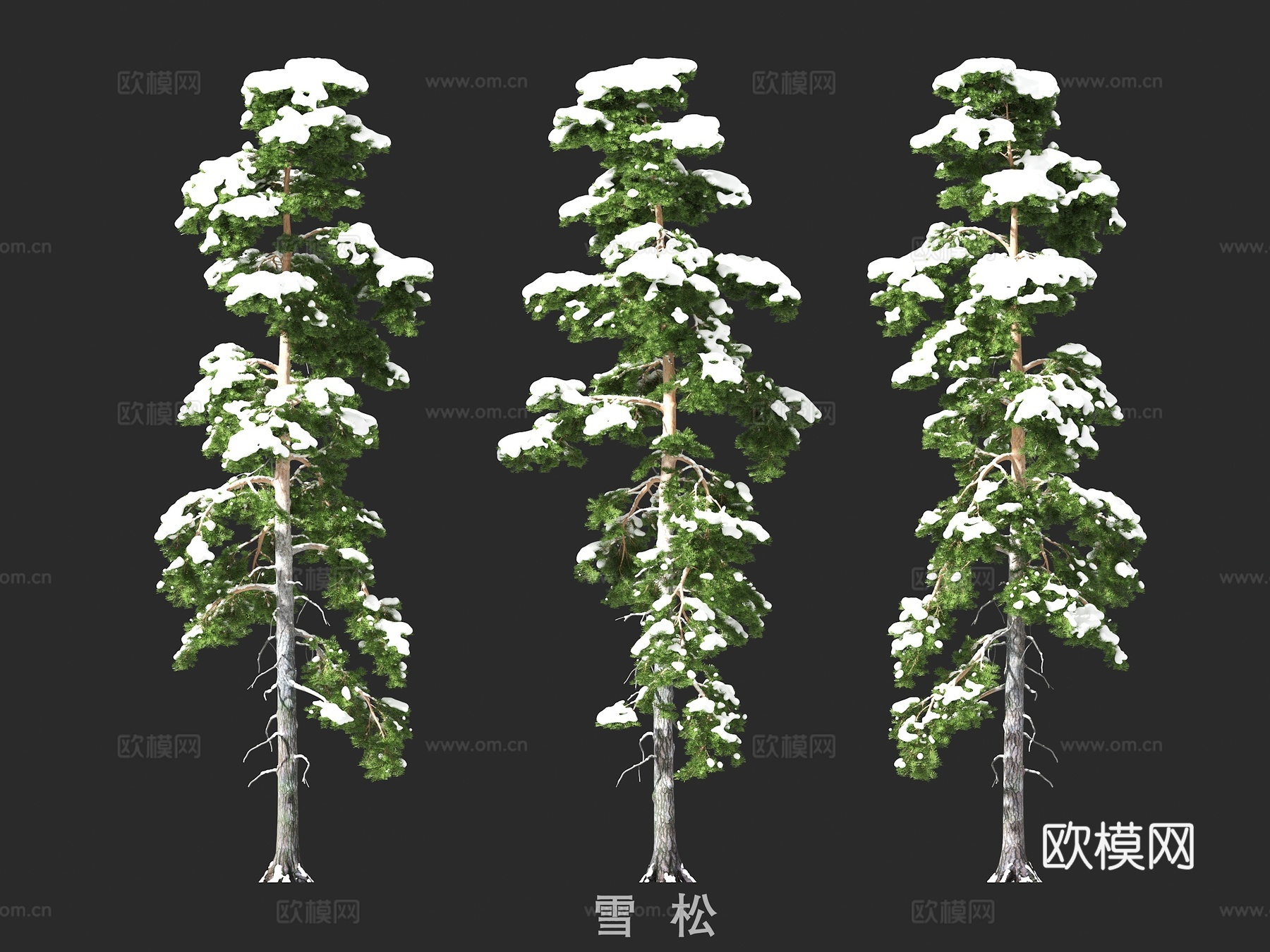 雪松 雪景树免费3d模型