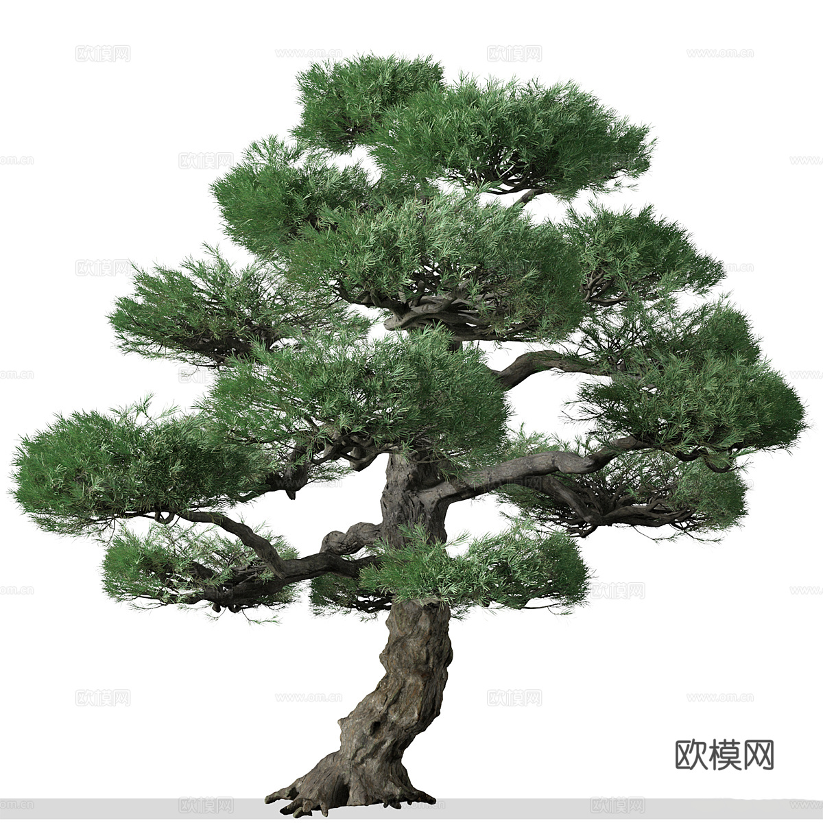 日本白松3d模型