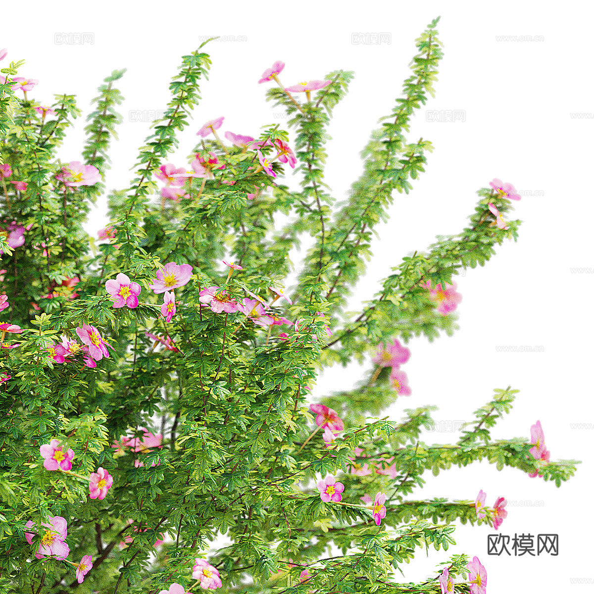 现代绿植花草3d模型