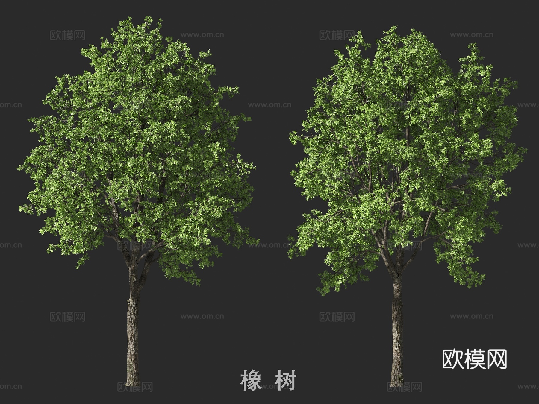 树 橡树免费3d模型