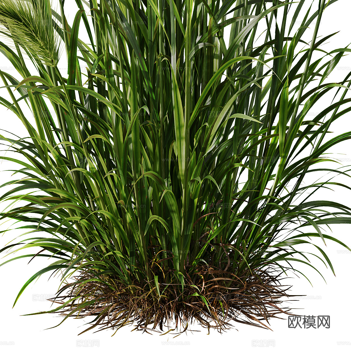 大麦 小麦 麦穗3d模型