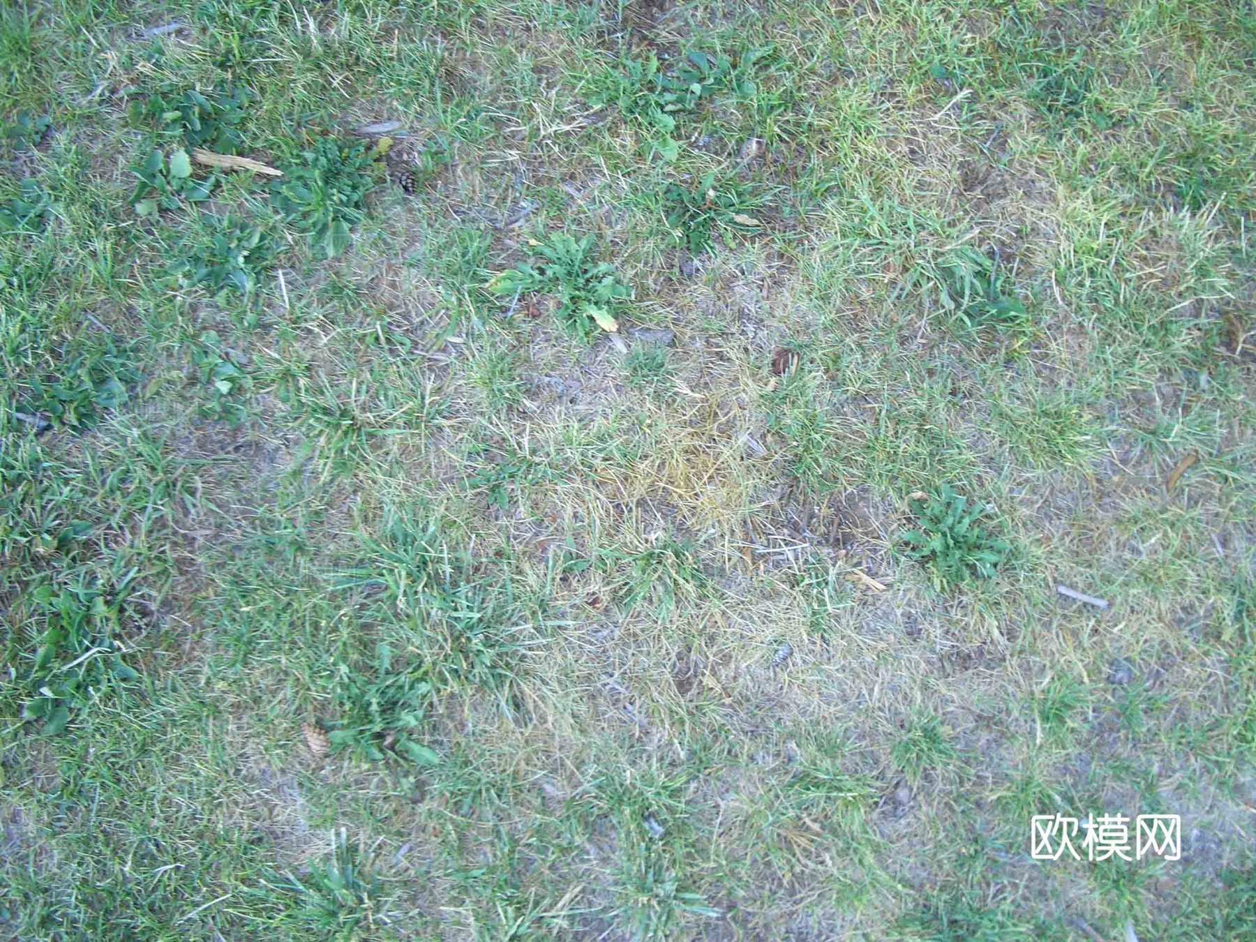 草皮地面 草皮草坪
