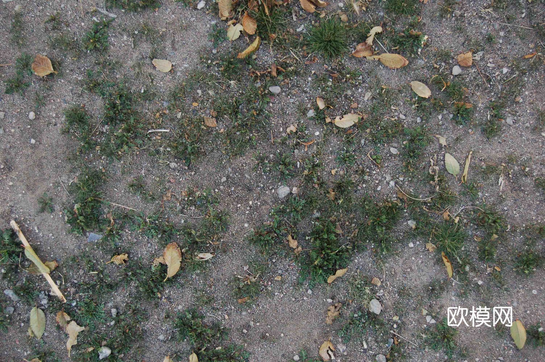 草皮地面 草皮草坪