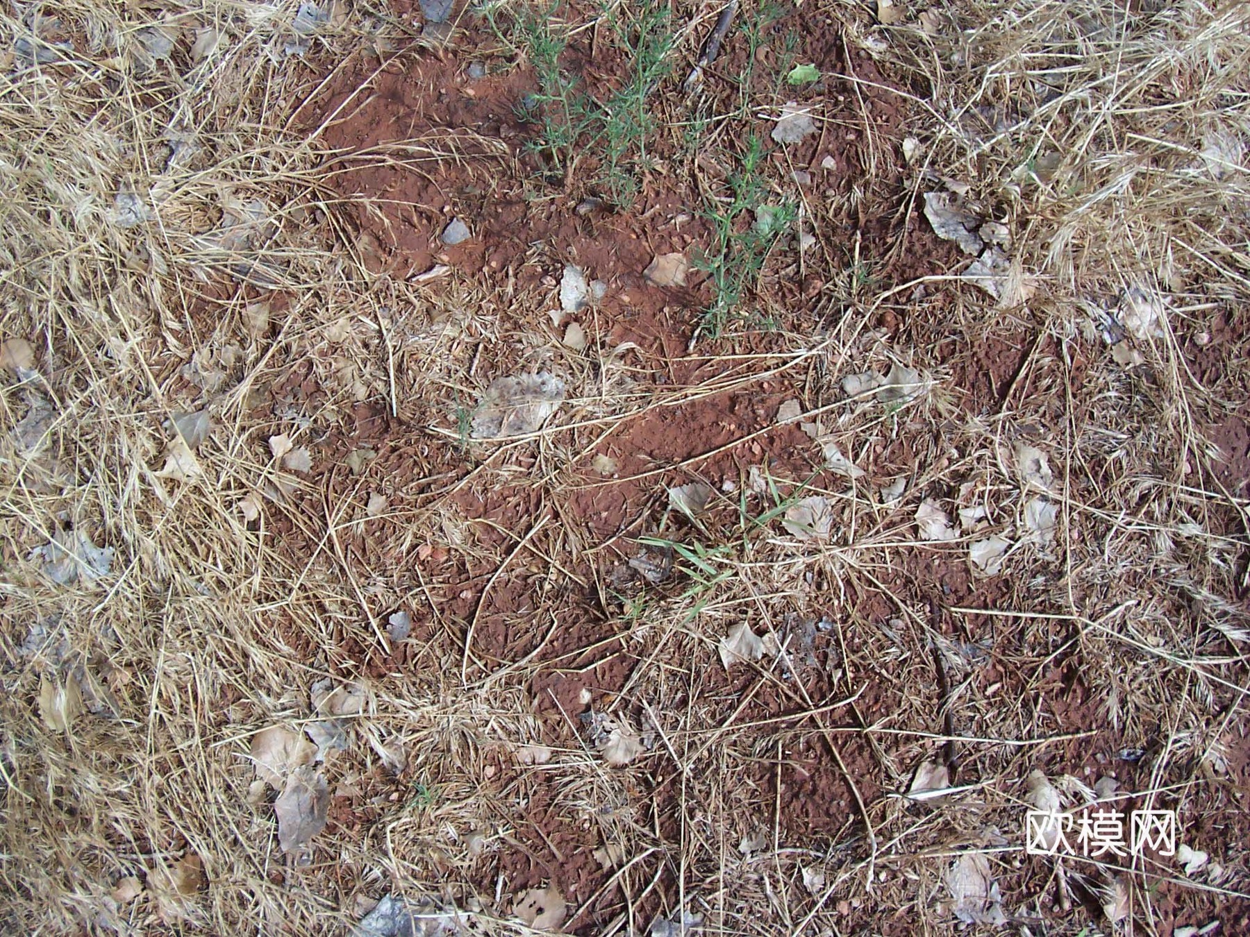 草皮地面 草皮草坪下载