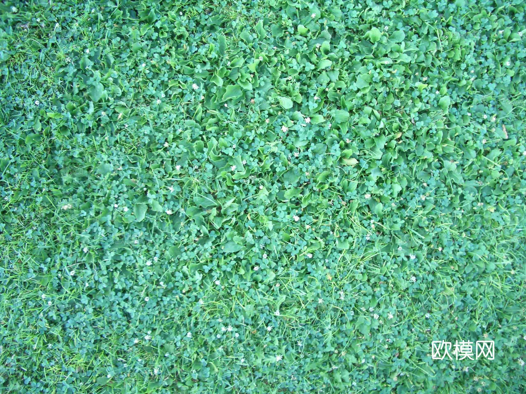 草皮地面 草皮草坪