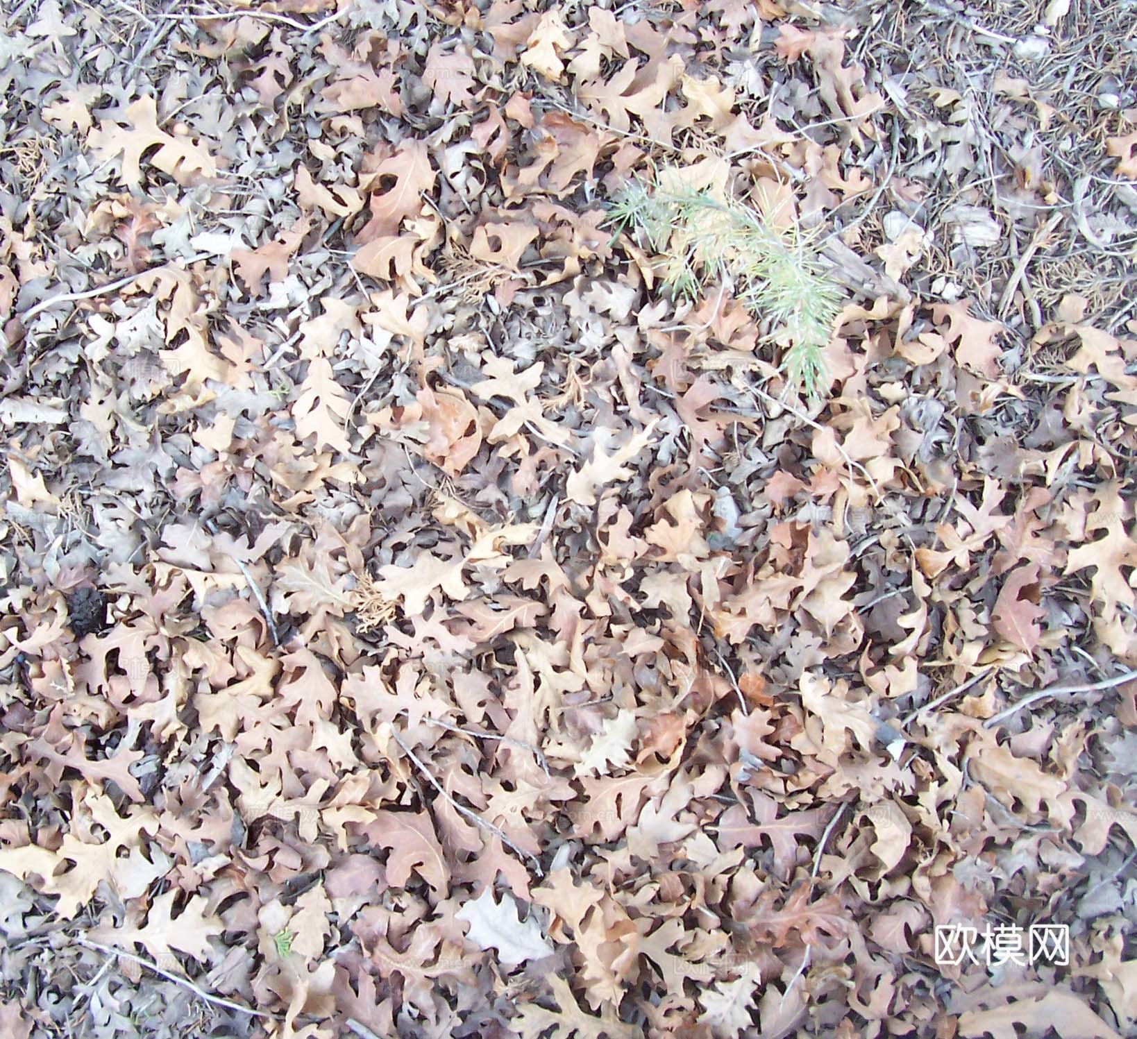 草皮地面 草皮草坪下载