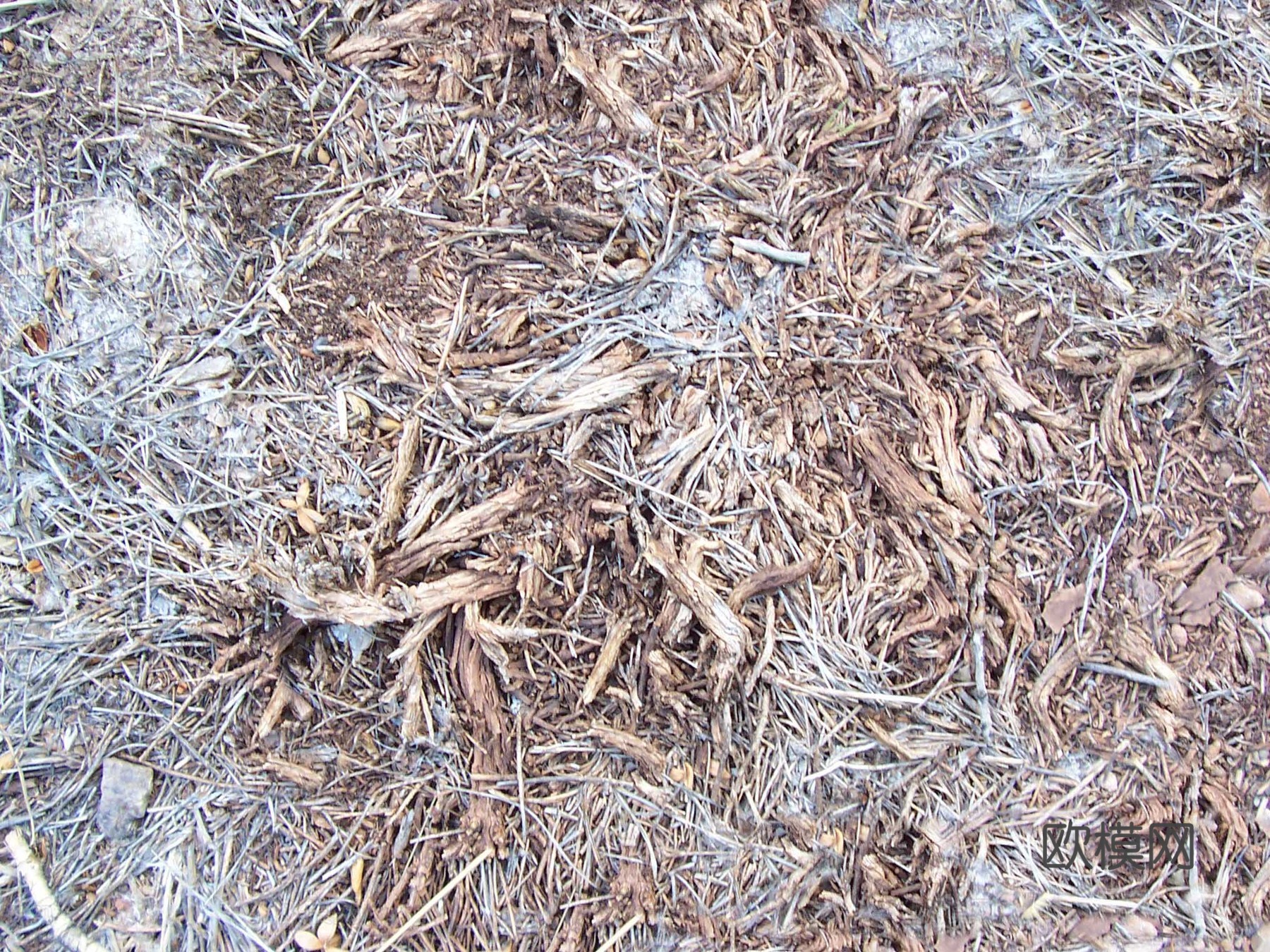 草皮地面 草皮草坪