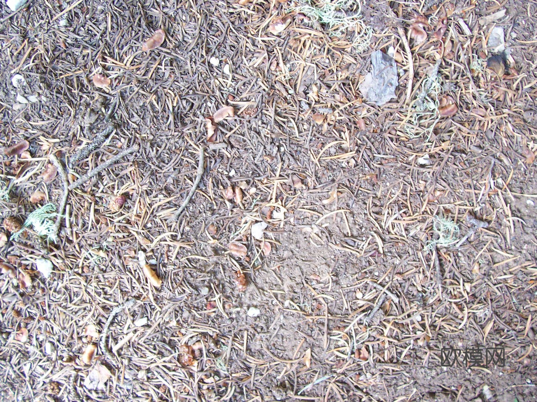 草皮地面 草皮草坪下载