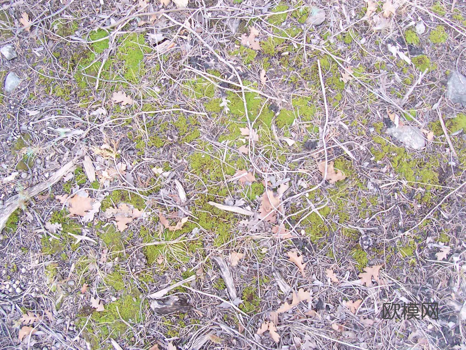 草皮地面 草皮草坪下载