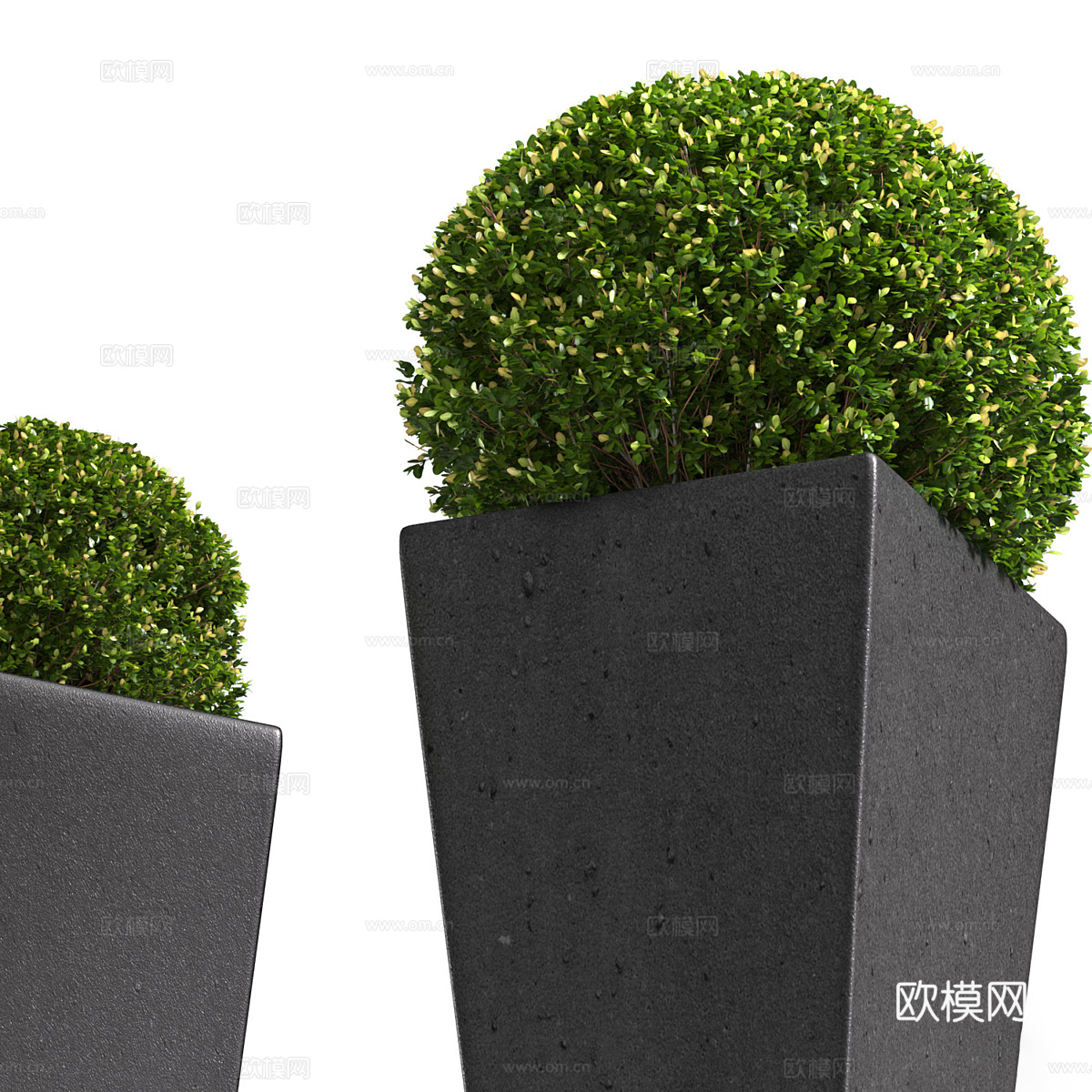 现代意式户外黄杨木盆栽3d模型