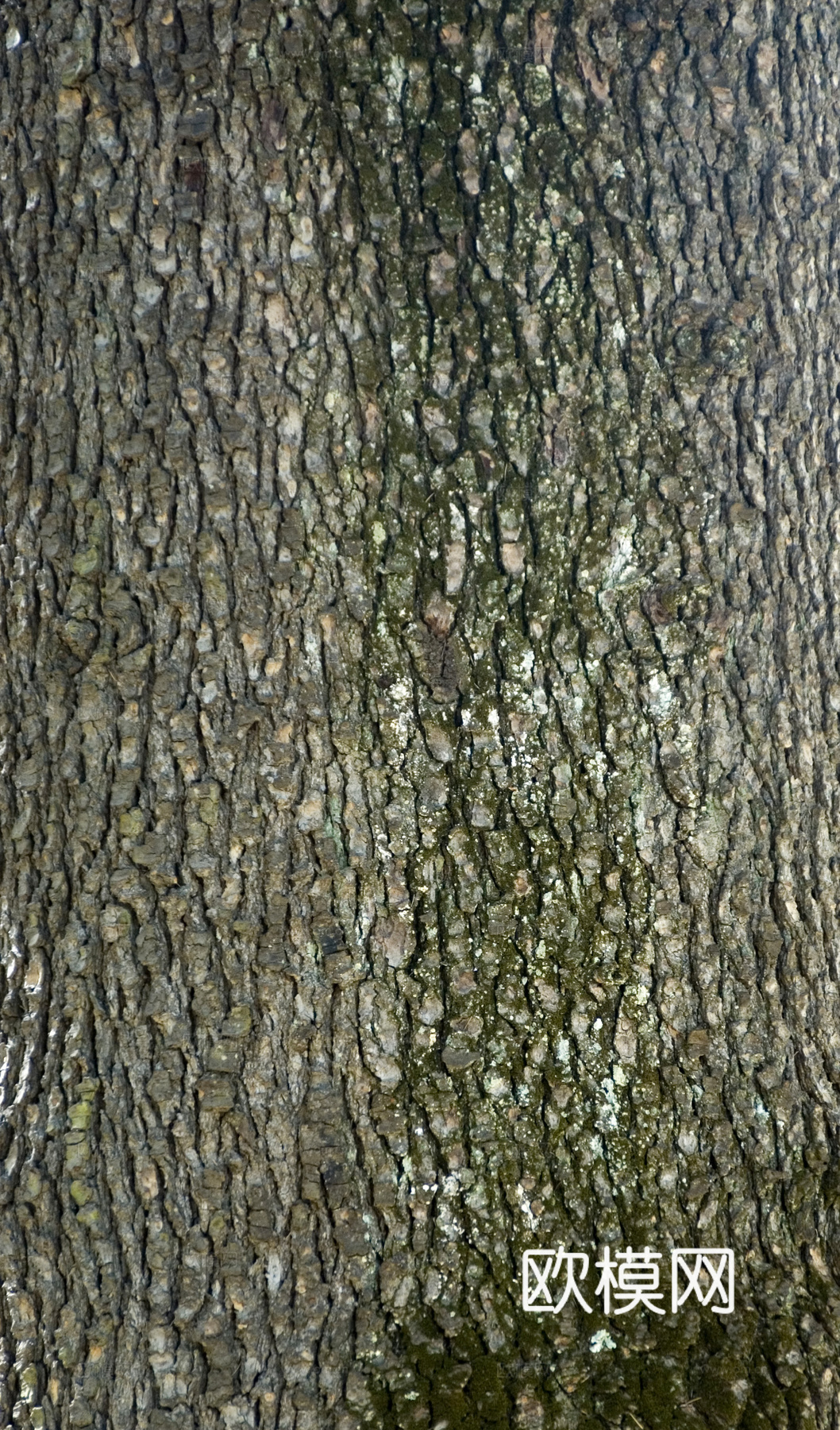 树干 旧木 树皮