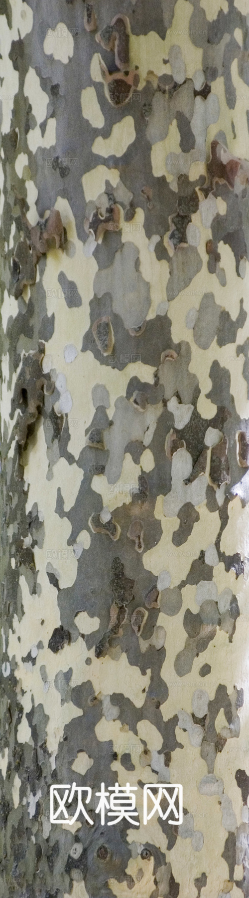 树干 旧木 树皮下载