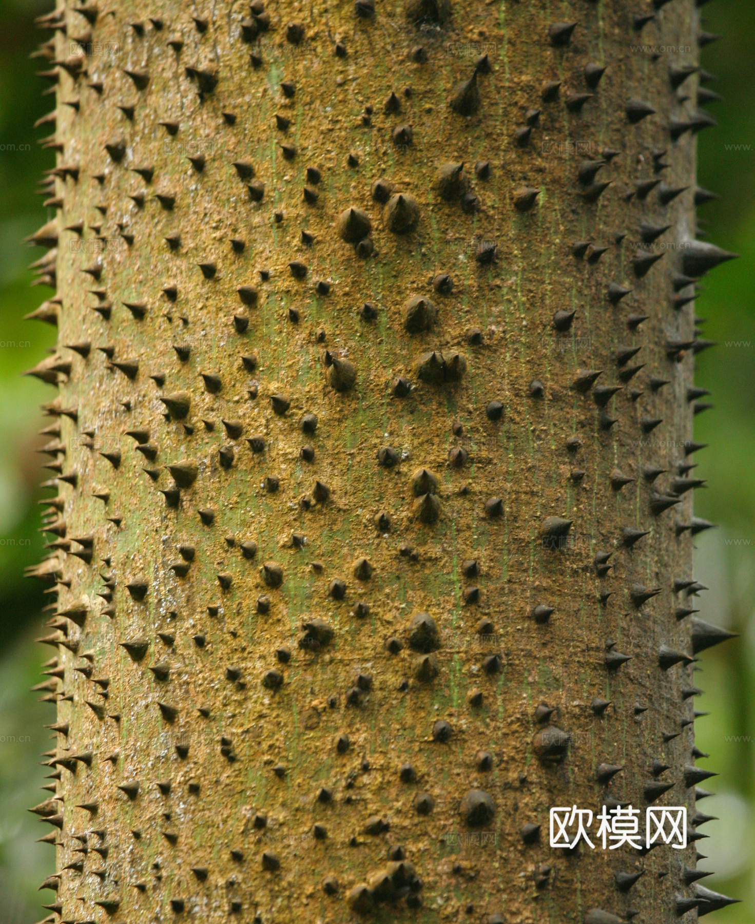 热带树干 旧木 树皮下载