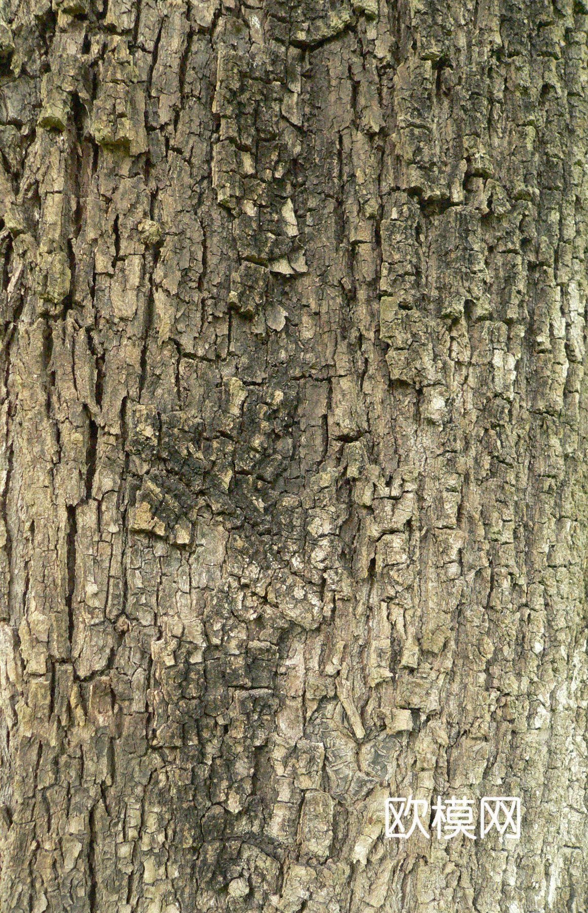 树干 旧木 树皮下载