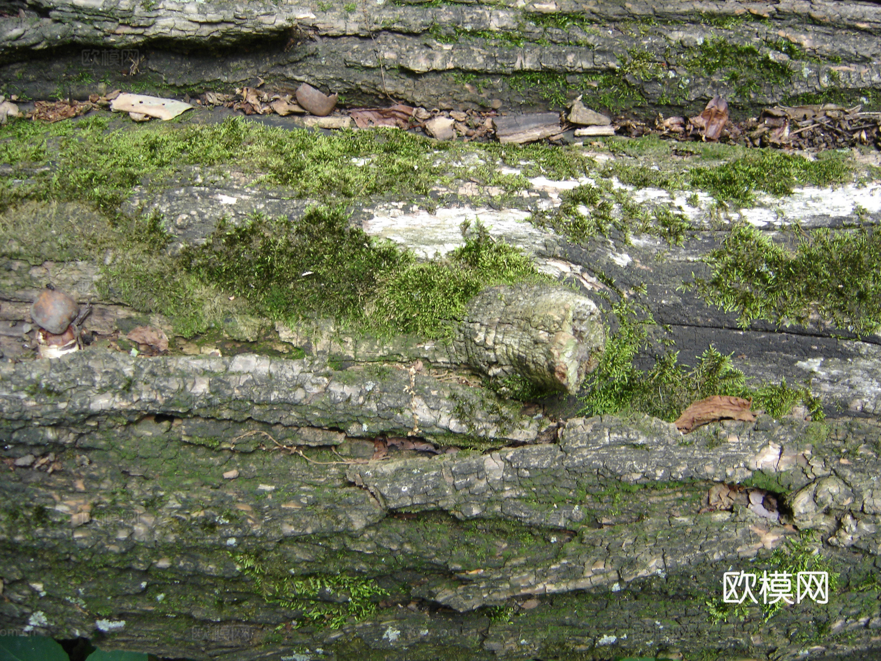 树干 旧木 树皮下载