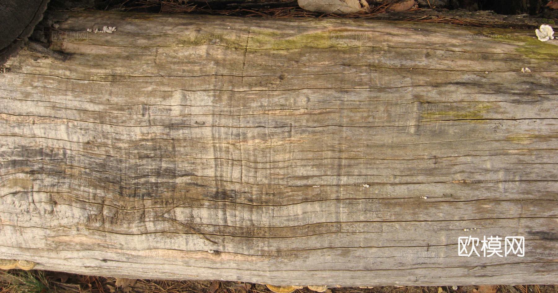 树干 旧木 树皮下载