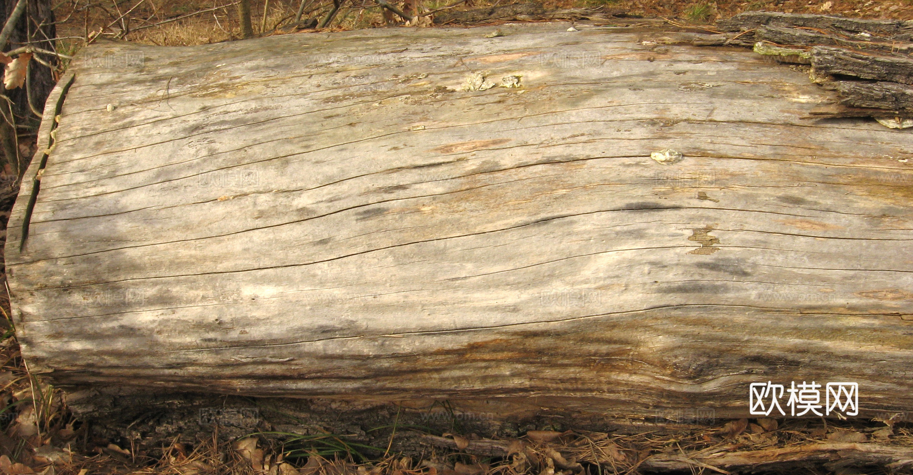 树干 旧木 树皮下载
