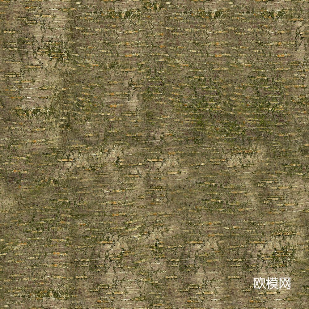 树干 棕榈