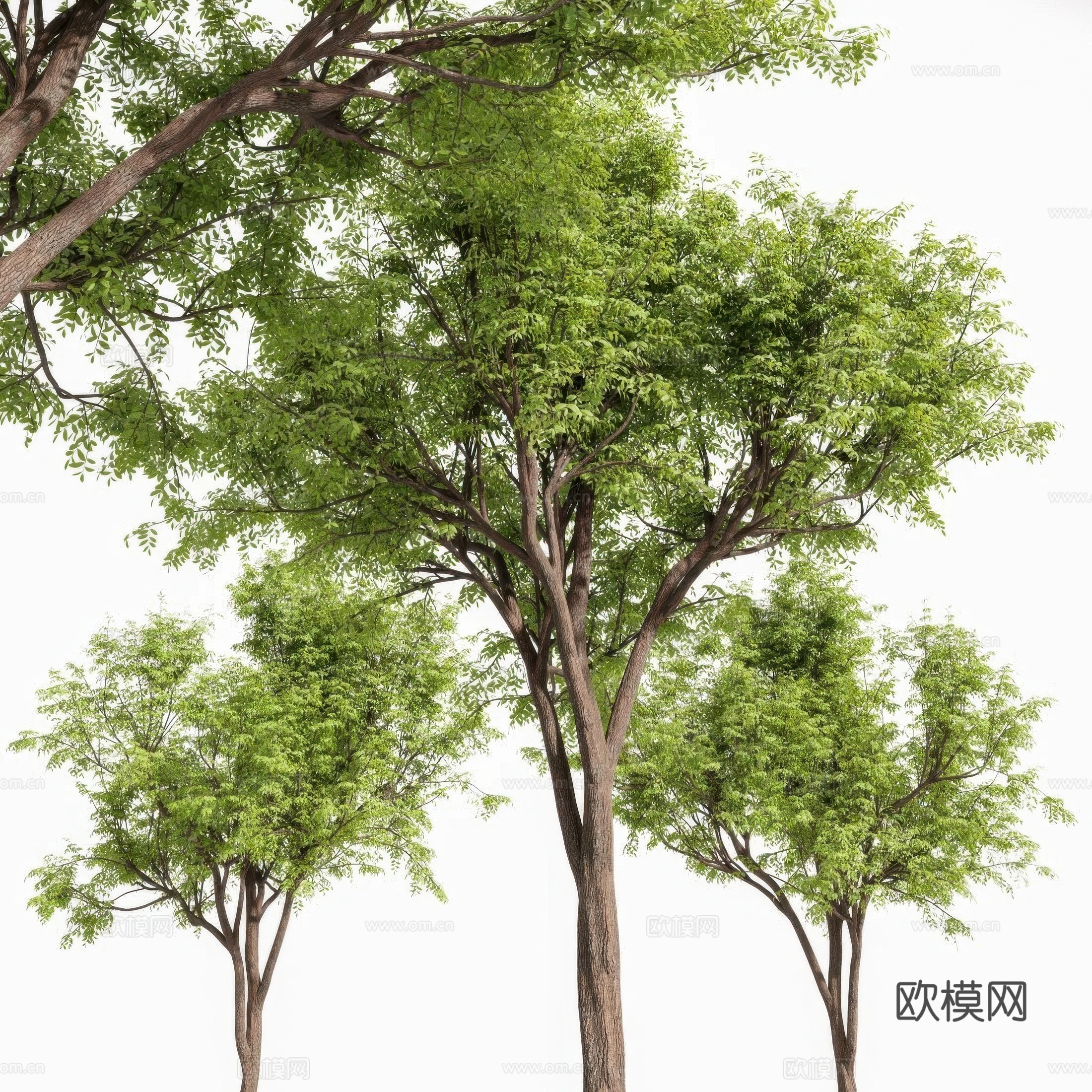 树木3d模型