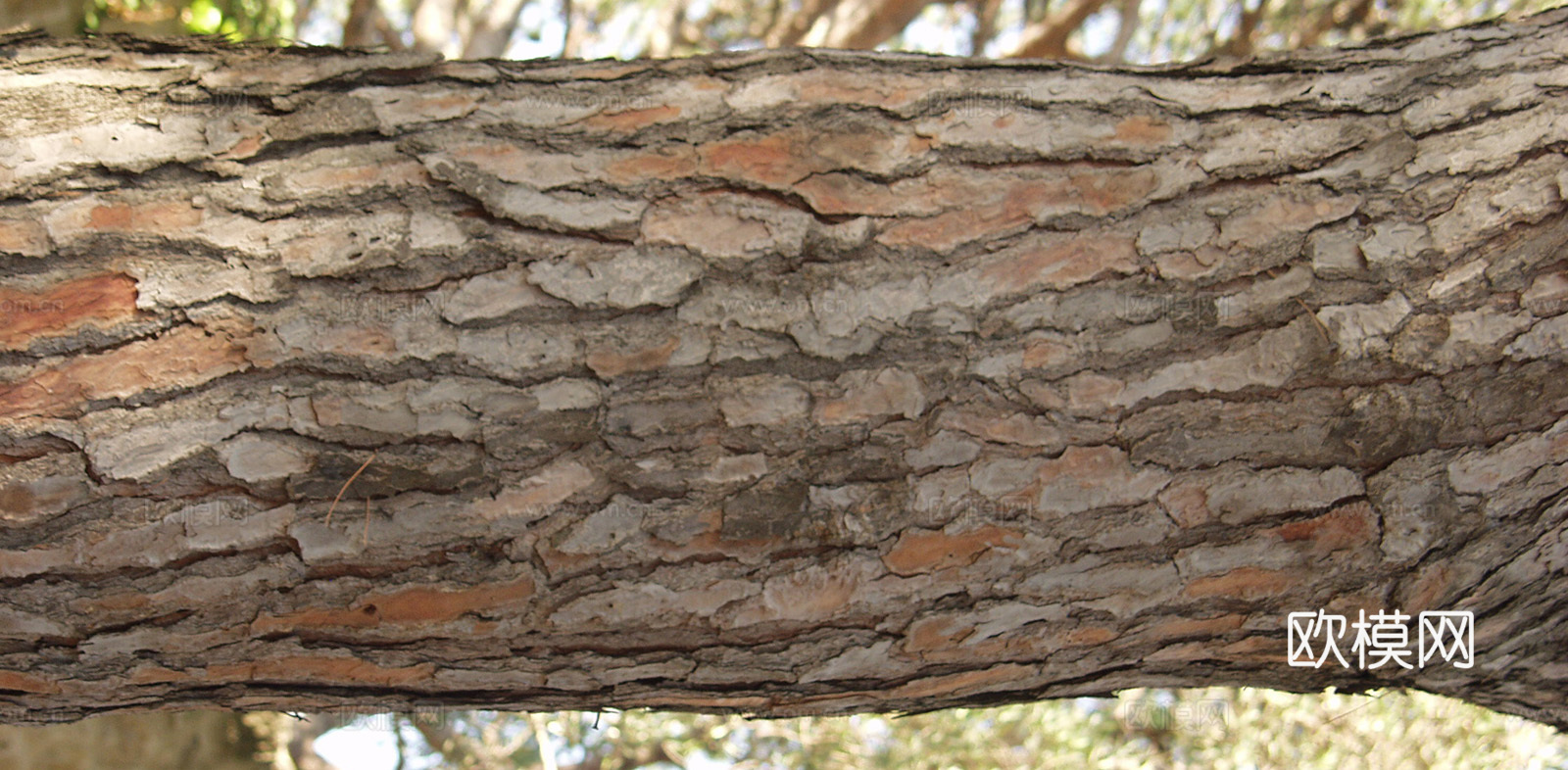 树干 旧木 树皮下载