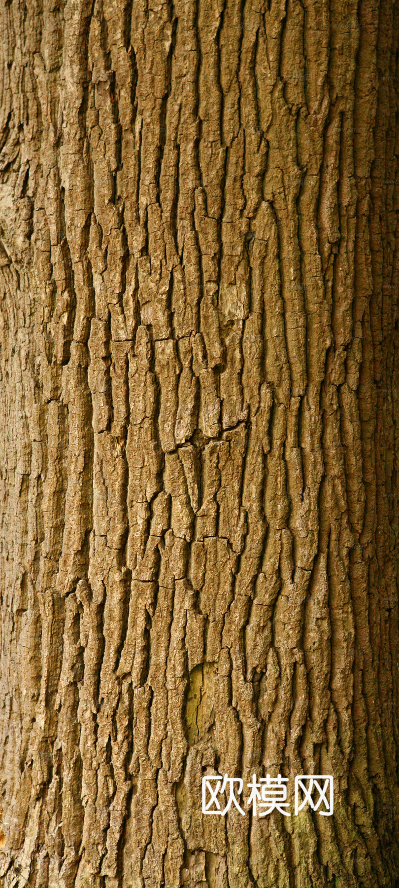 树干 旧木 树皮下载