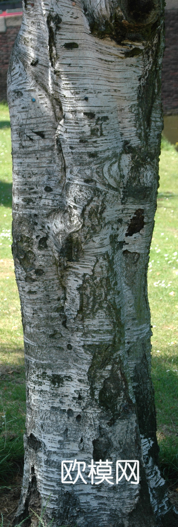 树干 旧木 树皮下载
