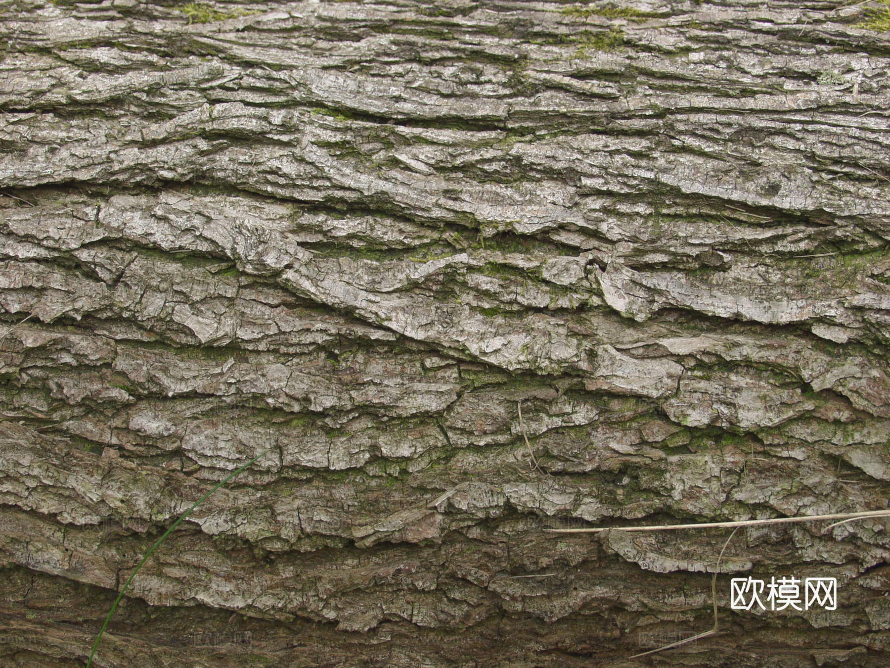 树干 旧木 树皮下载