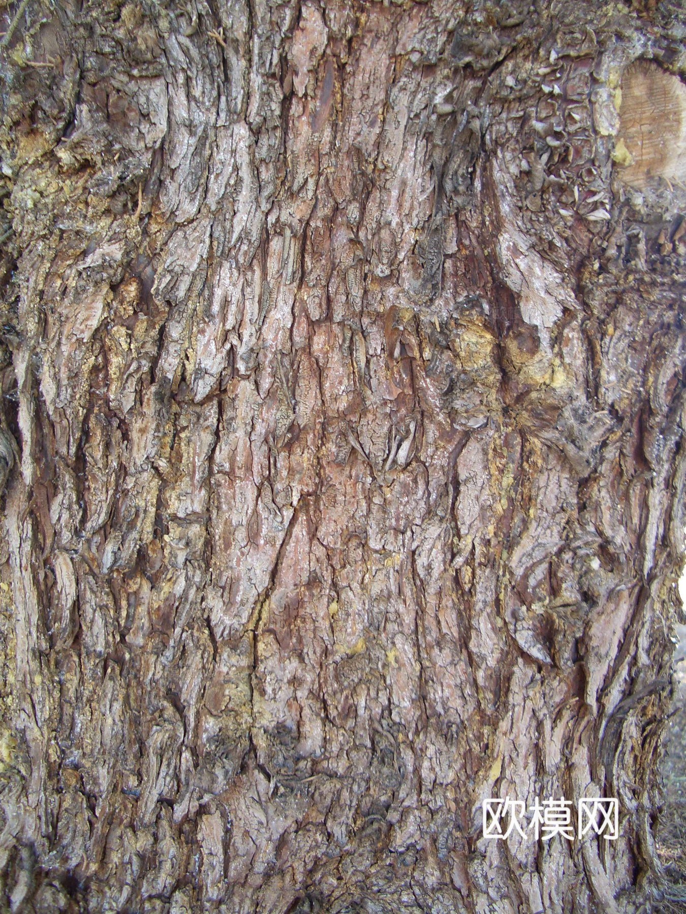 树干 旧木 树皮下载